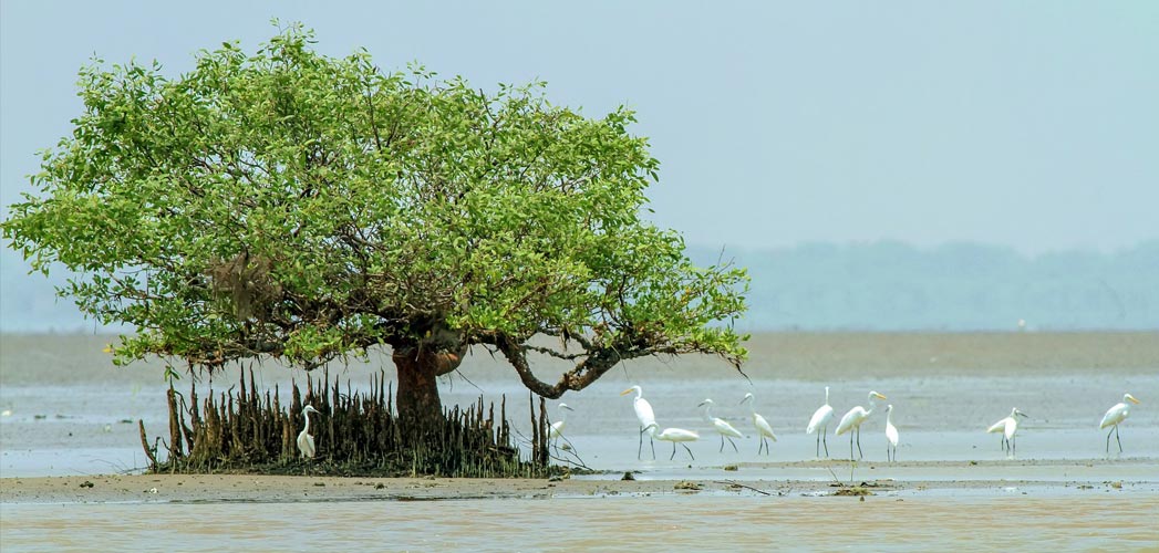 Andhra Pradesh Wildlife