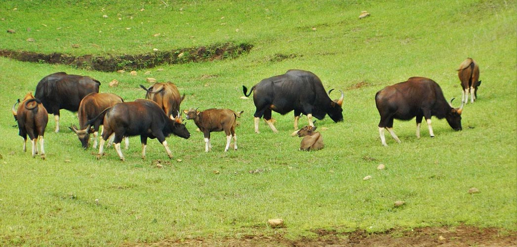 Periyar Wildlife Sanctuary