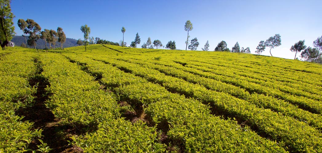 Nilgiri Hills