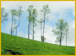 Munnar Tea Gardens